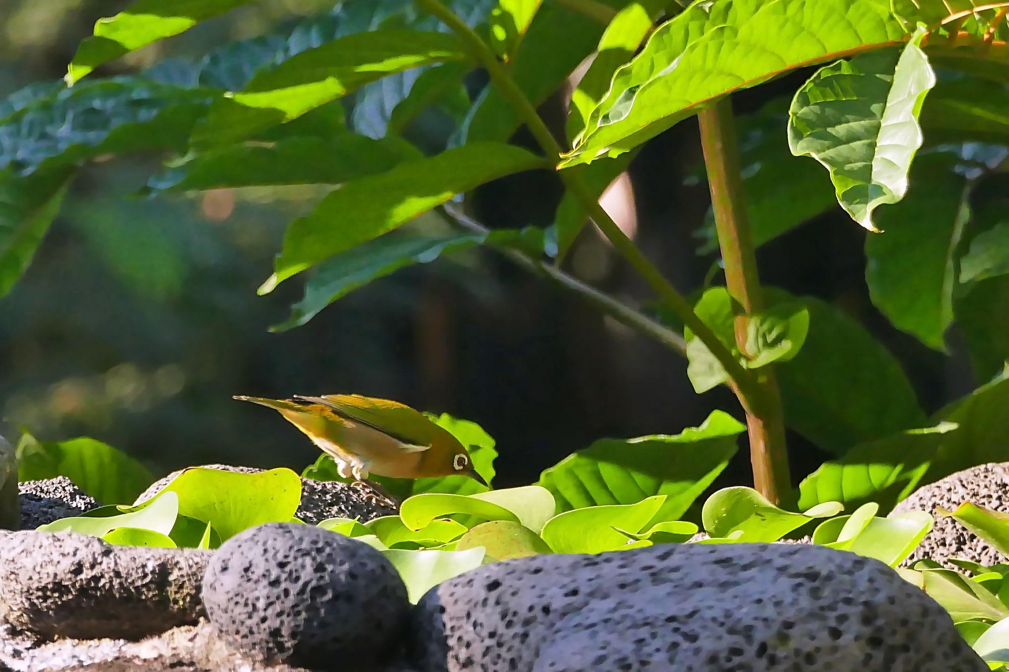 Hale Maluhia Country Inn Kailua-Kona Ngoại thất bức ảnh